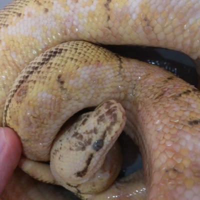 ボールパイソンの水疱病 動物別症例集 ココニイル動物病院 中野 高円寺 杉並 犬 猫 フェレット うさぎ 鳥